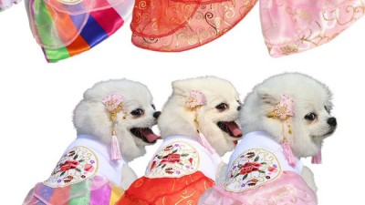댕댕이 한복 장식 득템! 🐶 솔직 후기와 꿀팁 대방출
